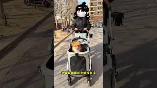 我好像养到了一只幸运狐狸，太棒了 #萌宠 #vulpes #墨离公子moli #funny
