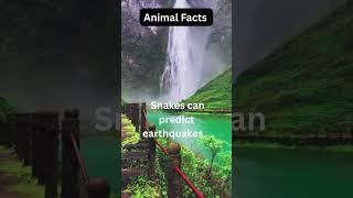 Nature’s own early alert system. The Earth speaks. Snakes listen. 
