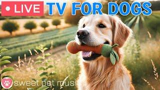  24 Hours of Dog TVMusic for Dogs to Prevent Boredom🩷Dog Separation Anxiety Music for Relaxation