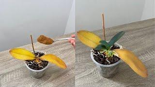 Just 1 spoon! Dead orchid suddenly came back to life