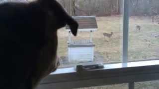 Penny, a 4 Month Old Rescued Catahoula Leopard Puppy Barks at Deer in the Yard