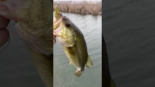On the board #shorts #fishing #bassfishing #bass #sportfishing #fish #basstv #fishinggear #fun
