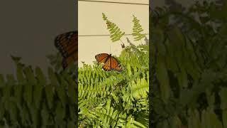Monarch Butterfly on a fern