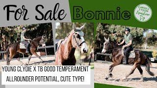 Bonnie FOR SALE-Young Clydie x TB, lovely temperament,allrounder potential,adorable type-SNEAK PEEK!