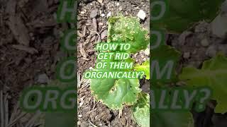 How To Get Rid Of Flea Beetles Organically In Your Vegetable Garden #shorts