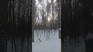 Помогите опознать птицу по голосу /Help me identify the bird by its voice