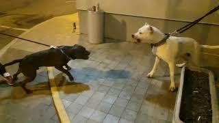 Dogo argentino vs Pitbull. питбуль против дого. драка собак.кровь. это жесть!!! 18+