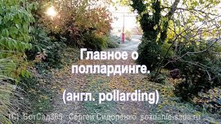 Главное о поллардинге (англ. pollarding)