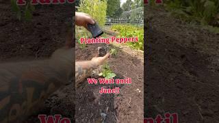 Starting to Plant our Peppers!️ #suburbanfarm #growyourownfood #sustainableproducts
