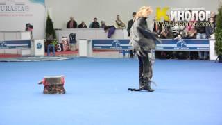 Dog dancing show "Eurasia  2012 / Russia / Moscow". Freestyle.