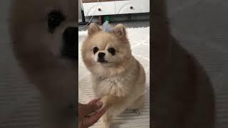 Komik köpek videoları//komik hayvan videoları//#pomeranian //#kesfetteyim