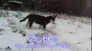 Zorro The Snow Plow Boy