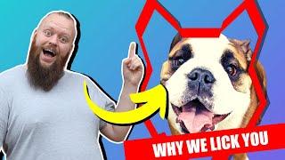 Why ENGLISH BULLDOG LICK You