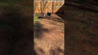 #animalshorts #shortvideo #dog #dogshorts #packlife #ytshorts #americanbully #pitlab