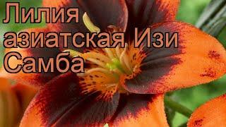 Лилия азиатская Изи Самба (lilium easy samba)  обзор: как сажать, луковицы лилии Изи Самба