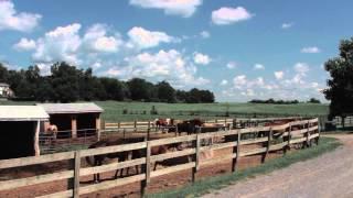 Horse Farm - Frederick, Maryland - Mike Wroblewski