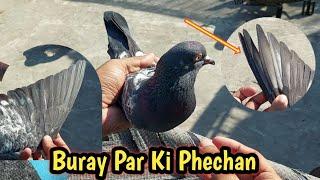 Thpay Kabootar Ki Nishani || Hashim Mahmood Pigeons