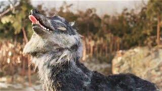 Wolf eats duck (PATW)