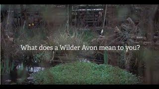 Wilder Avon