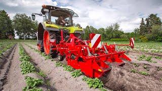 GRIMME GH 2 Eco | Ridging Hiller for mechanical weed control