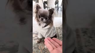 Teaching my little chihuahua the "stay" command. Will Mila pass or fail? @MilaChihuahua