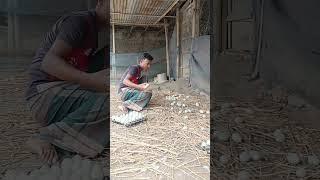 Egg  production of Khaki Campbell ducks  ||  #eggs #egg #duckegg #shorts