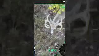 Huge buck...how many points?  DJI Mavic 3T Thermal