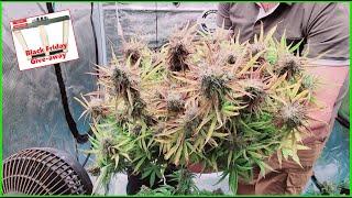 Mephisto Autoflower Harvest; Black Friday Give-Away #marshydroblackfriday