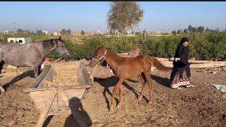 مش قولتلكم الرجالة غداره⁉️جوزي قالي فكي الحصان وكان هيموتني ️تفتكروا أبو العيال كان قاصد يموتني