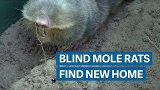 This cute mole rat may go extinct beneath Hungary's refugee fence