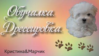 Обучалка. Дрессировка. / мальтезе/ Кристина&Марчик