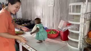 Monkey Linda helps Mom make fish in tomato sauce for lunch 1