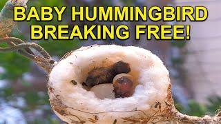 Baby Hummingbird Hatches and Greets the World!