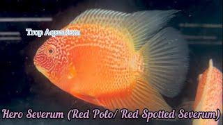 13.12.2024 Specials Part 1: Severum [Trop Aquarium] (Singapore)