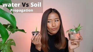 Water vs soil propagation | Propagate Aloe Vera, Ivy, Fittonia and Spider Plant with soil or water