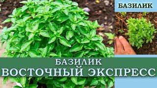 БАЗИЛИК ВОСТОЧНЫЙ ЭКСПРЕСС - АРОМАТНЫЙ СОРТ С ВЫСОКИМИ ДЕКОРАТИВНЫМИ СВОЙСТВАМИ