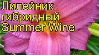 Лилейник гибридный Саммэ Вайн. Краткий обзор, описание характеристик hemerocallis Summer Wine