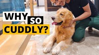 Why do Golden Retrievers LOVE to Cuddle?