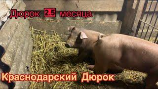 ДЮРОК  2,5 месяца