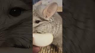 CHINCHILLA FOOD VIBES     #animals #chinchilla #pets #funny #exoticpets #rodents  #happy #cute