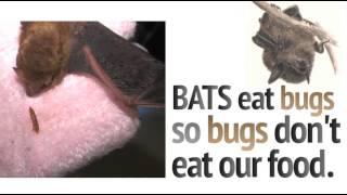 Save Lucy Bat Campaign PSA