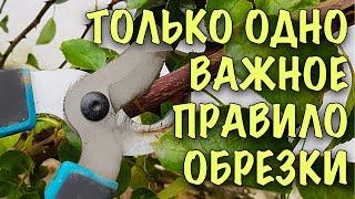 Как ПРАВИЛЬНО обрезать чайно-гибридные розы ПЕРЕД УКРЫТИЕМ. Всё ПРОЩЕ ПРОСТОГО!Не НУЖНО ПРИДУМЫВАТЬ!