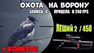 Охота на Ворону с Леший 2   Crow Hunting 2022. Кроухантинг. Jack Hunter.