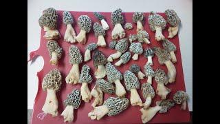 What Are Morel Mushrooms?  - Morel Truths: Episode 1