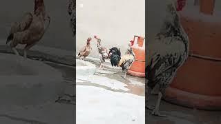 Aseel murga #music #aseelmurga #halloweenremix #aseel #birds #halloweensongs #audio #chicken #murga