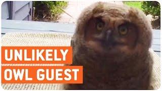 Curious Owl Says Hello | Hoo Are You