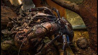 Кокосовый краб | coconut crab