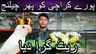 Pore karachi ko challenge ye quality de kar dikhao | Cheapest price love bird | Albino | Crimino