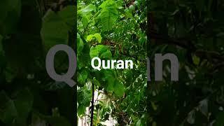 Surah Talaq ayat 1 with urdu translation