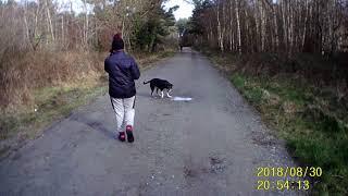 Part 2 Dog walk